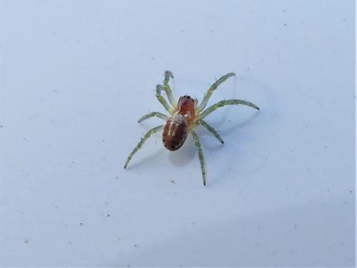 Araniella sp.